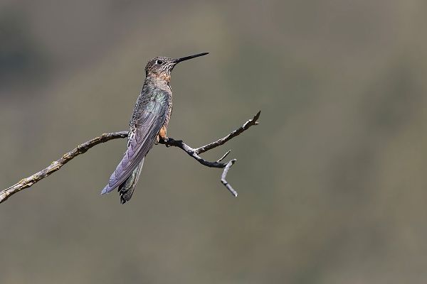 Jones, Adam 아티스트의 Giant hummingbird perched-Ecuador작품입니다.